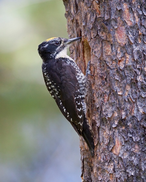 IMG_7059c.jpg - American Three-toed Woodpecker (Picoides dorsalis) - male